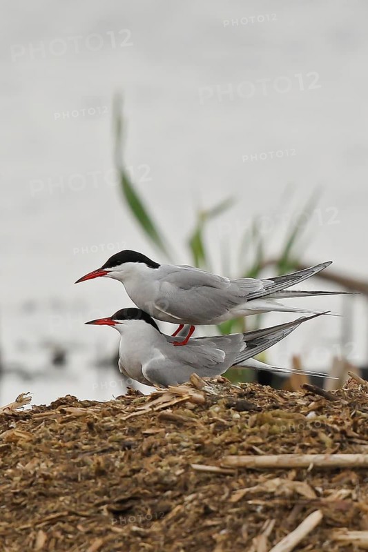 Common Tern (Sterna hirundo) pair mating, Mecklenburg-Western Pomerania, Germany