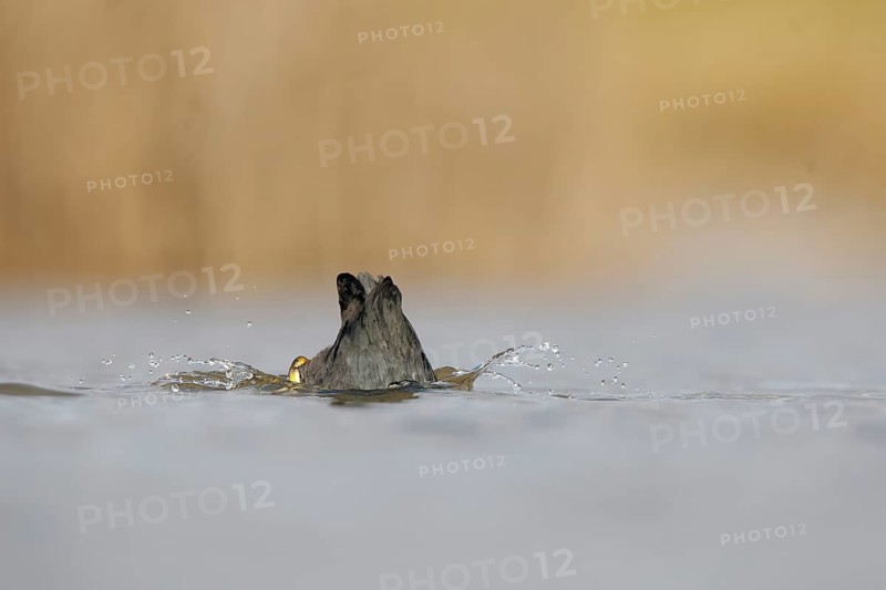 An European coot dives gracefully in the serene waters of Puebla de BeleÃ±a, Spain. Capturing the moment, this image shows droplets splashing as the bird submerges