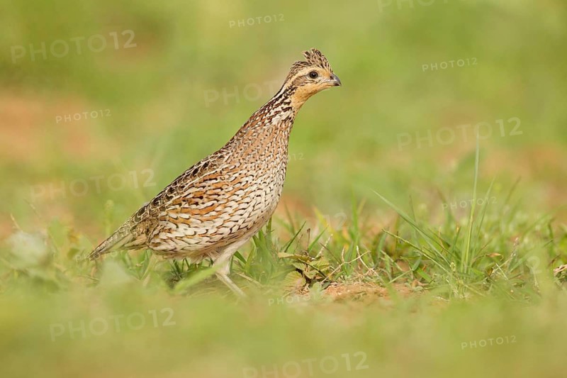 Northern Bobwhite (Colinus virginianus) female, Texas, USA