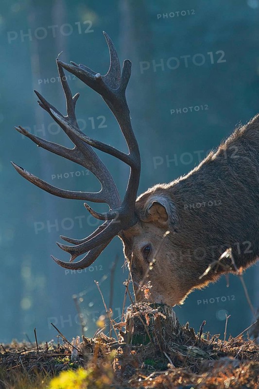 Red deer (Cervus elaphus), forest, backlight, red deer