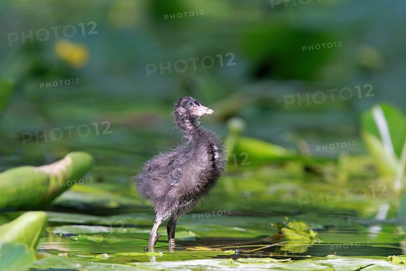Common Moorhen (Gallinula chloropus) juvenile, Lower Saxony, Germany