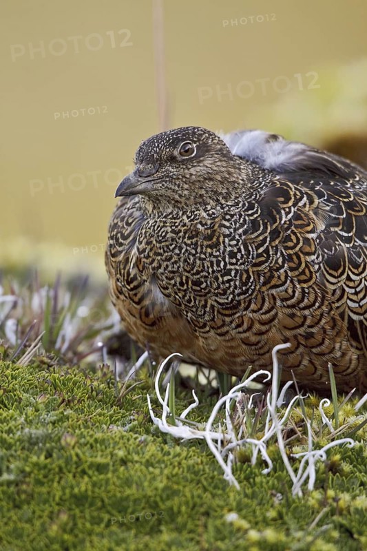 Rufous-bellied Seedsnipe (Attagis gayi), Ecuador