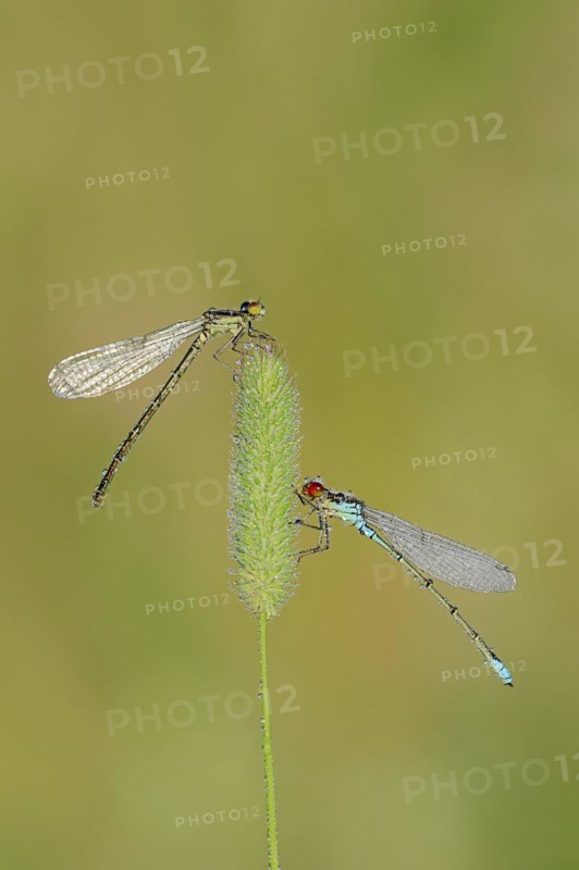 Small red-eyed damselfly (Erythromma viridulum), male and female with dewdrops, North Rhine-Westphalia, Germany