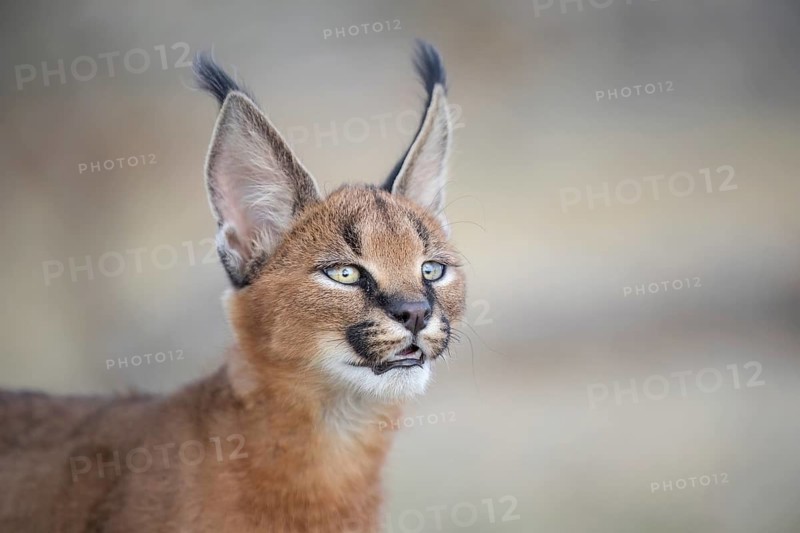 Caracal (Caracal caracal) portrait, Castile-La Mancha, Spain