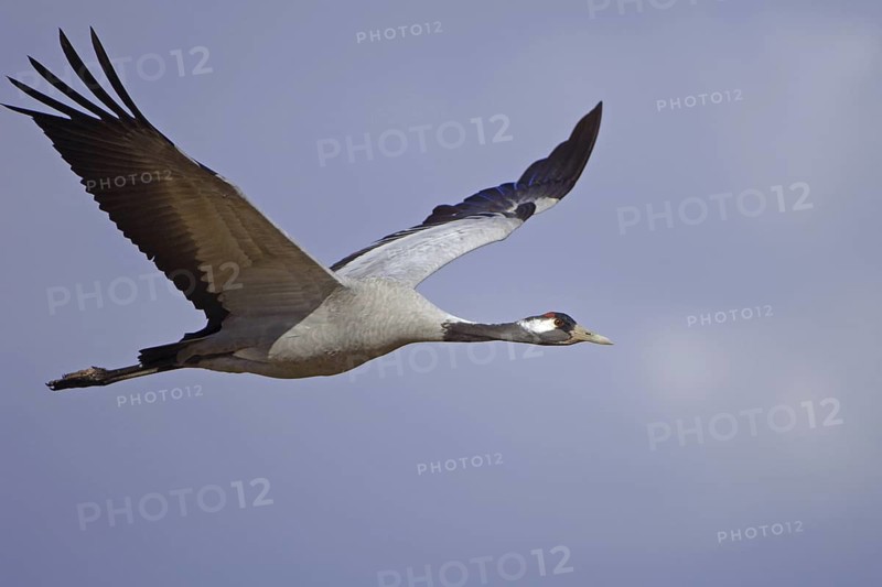 Common Crane (Grus grus) flying, Vaestergoetland, Sweden