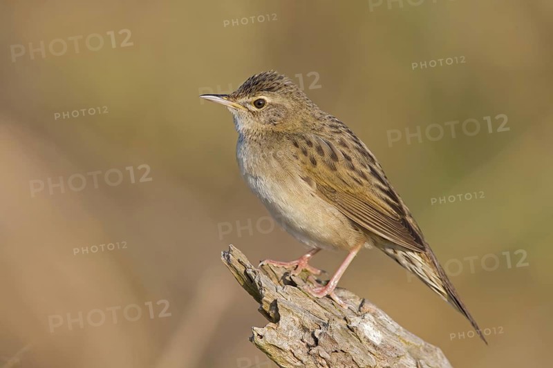 Field warbler, (Locustella naevia), Animals, Birds, Songbirds, Perching bird, Family of the whisker relatives, District Bad Dürkheim, Rhineland-Palatinate, Federal Republic of Germany