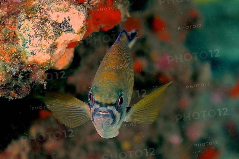 Atlantic monkfish (Chromis limbata)