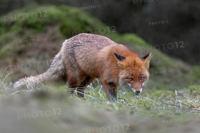 Like all predators, the red fox (Vulpes vulpes) is very good with its eyes, rearing its young, April, Denmark