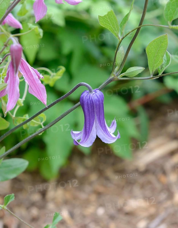 Clematis 'Rooguchi', Clematis integrifolia 'Rosea', Sachs Nursery, Federal Republic of Germany