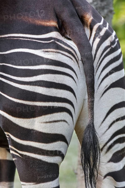 Okapi (Okapia johnstoni) native to the Congo in Central Africa, close-up of tail and striped backside, rump