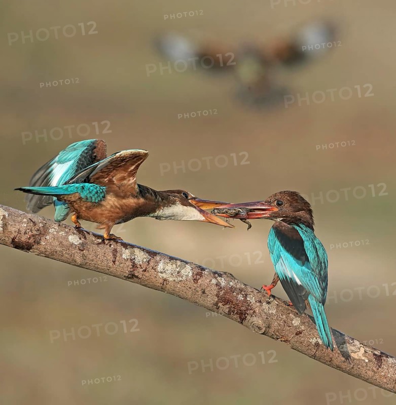 White-throated Kingfisher (Halcyon smyrnensis) feeding chick, Penang, Malaysia