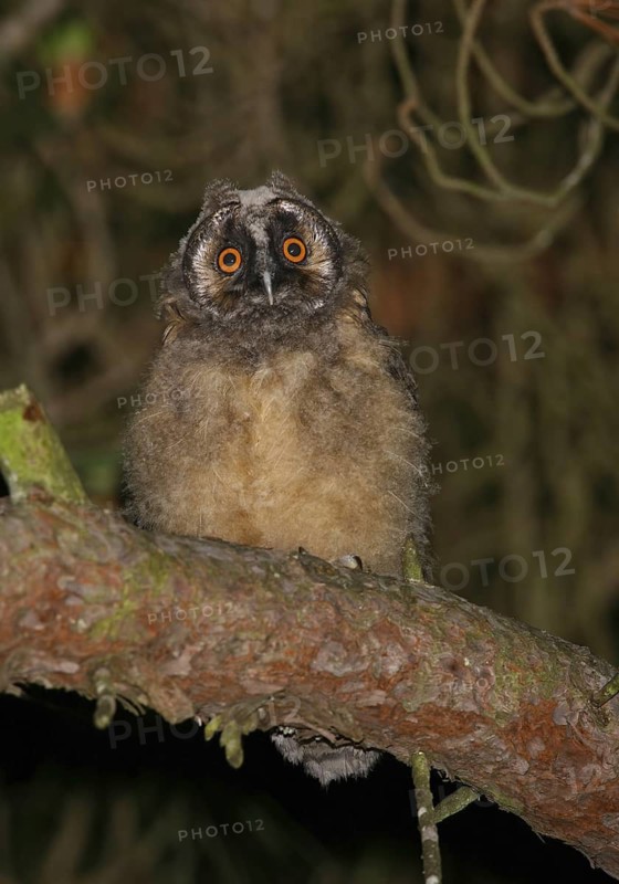 Long-eared Owl (Asio otus) juvenile, Pancas, Portugal