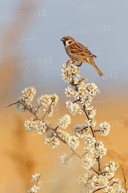 Eurasian Tree Sparrow (Passer montanus), Lake Neusiedl, Austria