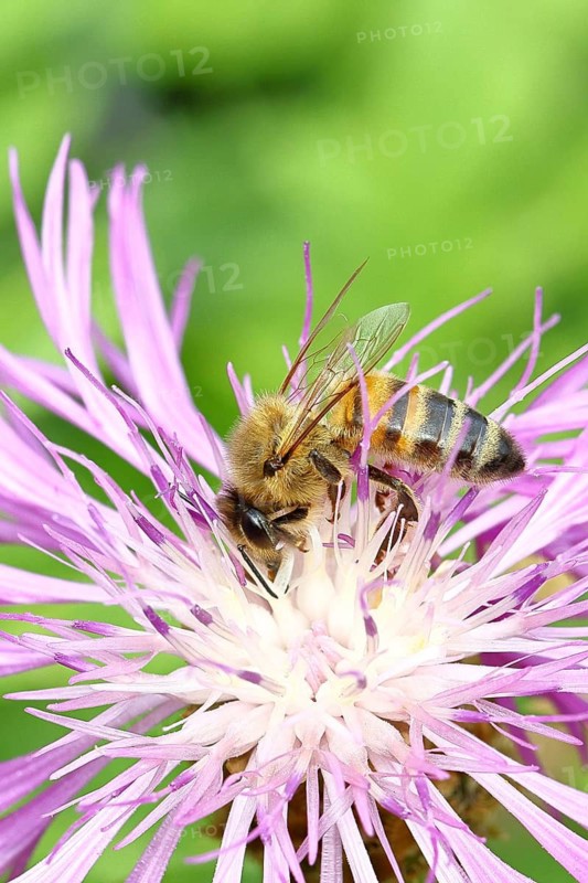 European honey bee (Apis mellifera), collecting nectar from a flower of the meadow knapweed or common knapweed (Centaurea jacea), macro photograph, Wilnsdorf, North Rhine-Westphalia