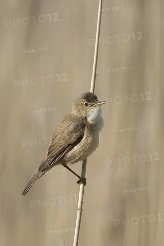 Eurasian reed warbler (Acrocephalus scirpaceus) male clinging to reed stem in reedbed, marshland in spring