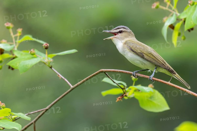 Red-eyed Vireo (Vireo olivaceus) perched on a branch in Ontario, Canada