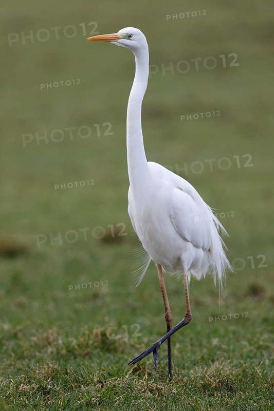 Great Egret (Ardea alba), Netherlands