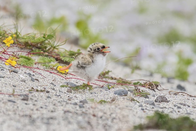 Arctic Tern (Sterna paradisaea) chick calling on ground, Iceland