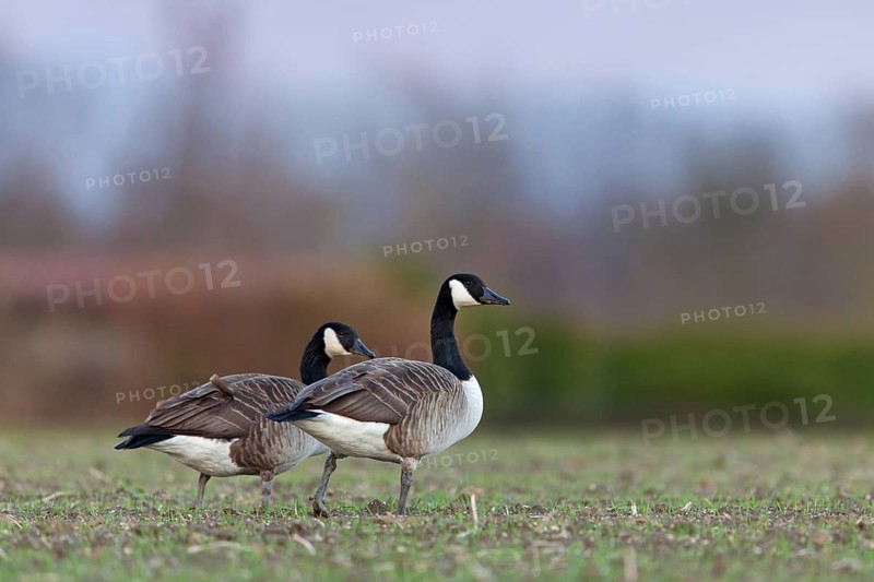 Canada Goose, Branta canadensis, Bernache du Canada, Barnacla Canadiense, Luisenpark, forest lake, Rhineland-Palatinate, Germany