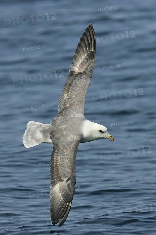 Northern Fulmar (Fulmarus glacialis) flying, offshore, Germany