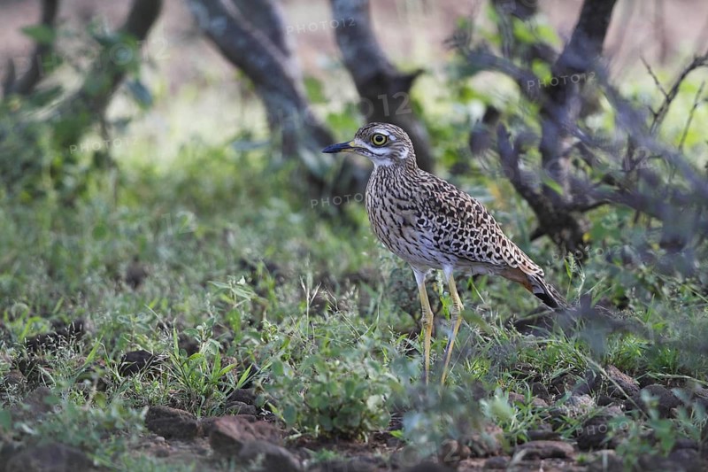 Spotted Thick- knee, Burhinus capensis