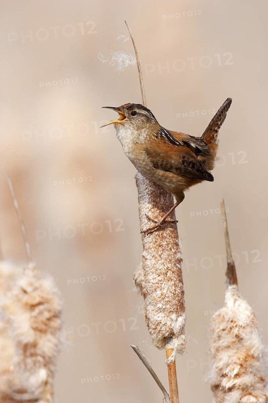 Marsh Wren (Cistothorus palustris) singing, British Columbia, Canada