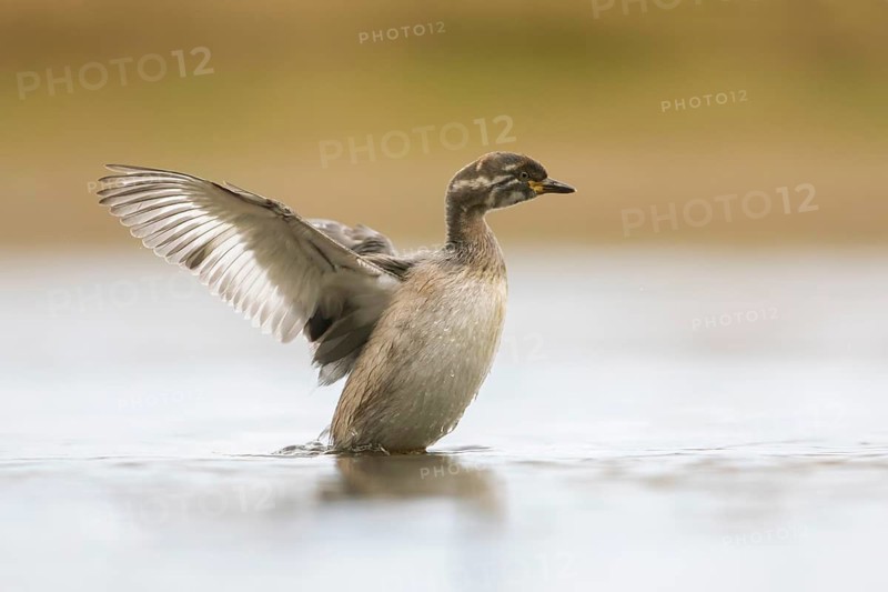 Australasian Grebe (Tachybaptus novaehollandiae) young flapping, Victoria, Australia
