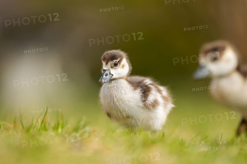 Egyptian goose (Alopochen aegyptiaca) cute chicks on a meadow at the shore of a lake, Bavaria, Germany