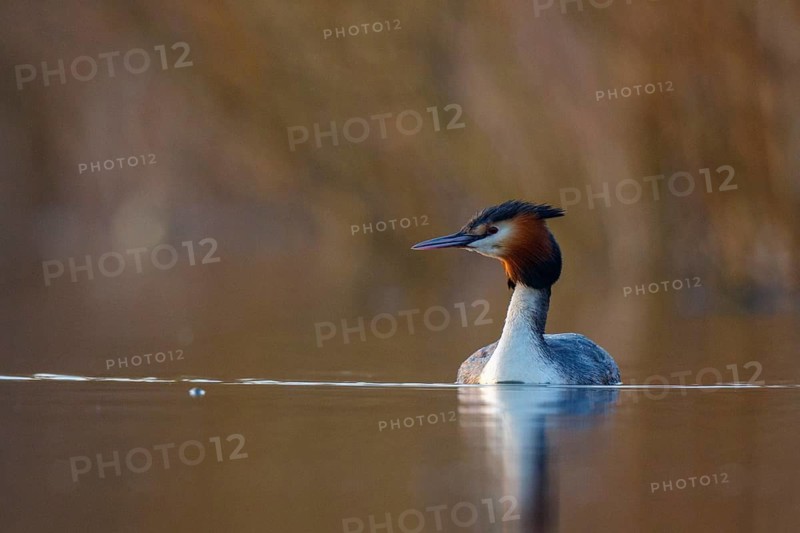 Great Crested Grebe (Podiceps cristatus), North Rhine-Westphalia, Germany