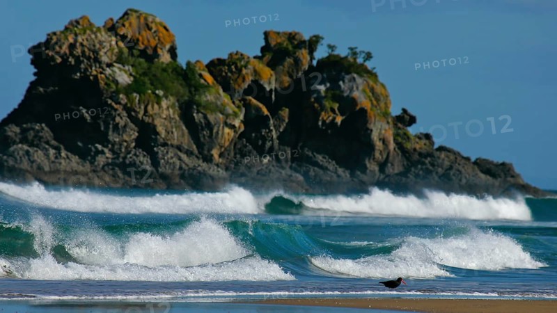Variable Oystercatcher (Haematopus unicolor), North Island, New Zealand