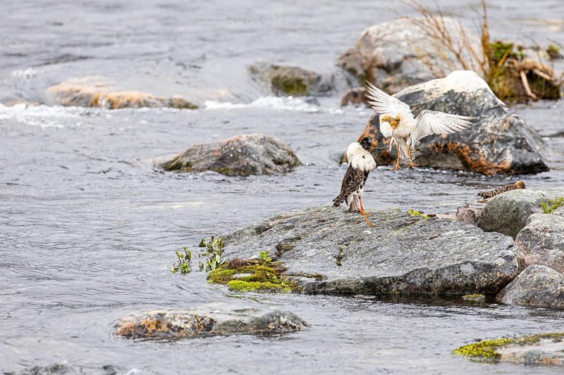 Ruff (Calidris pugnax), two males courting a female on a stone slab in the river, Varanger, Finnmark, Norway