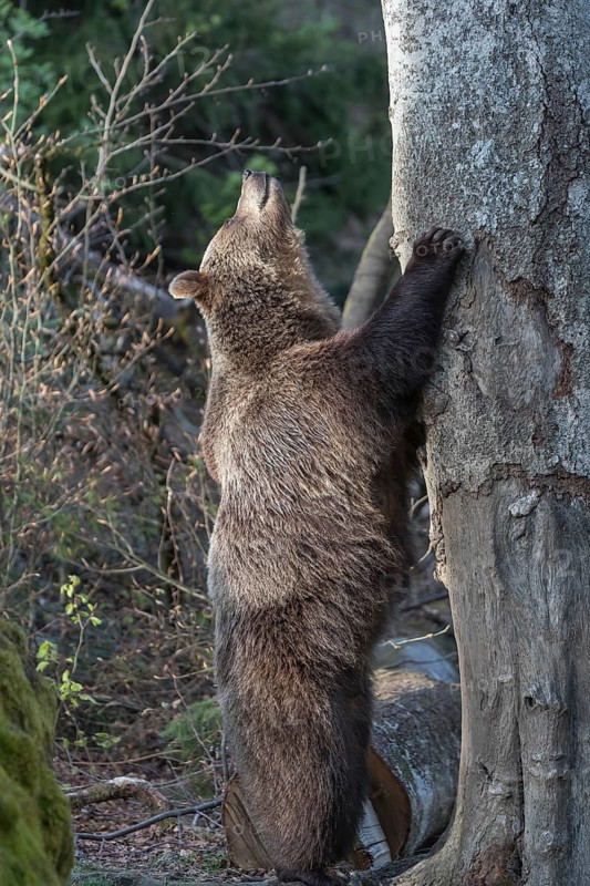 One adult female eurasian brown bear (Ursus arctos arctos) standing erected left of a tree with a spotlight on his body. Late light with some vegetation in the background