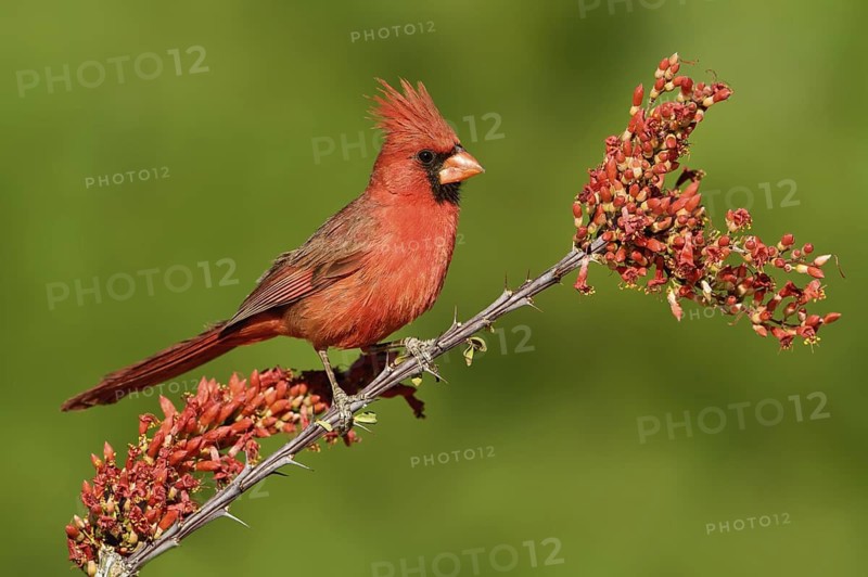 Northern Cardinal (Cardinalis cardinalis) male, Texas, USA