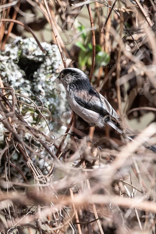 Long-tailed Tit (Aegithalos caudatus) at the nest, North Rhine-Westphalia, Germany