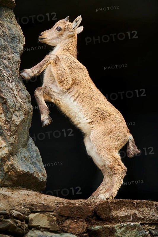 Alpine ibex (Capra ibex) youngster klimbing a rock, wildlife Park Aurach near Kitzbuehl, Austria