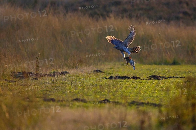 Northern Goshawk (Accipiter gentilis) male, Hoge Veluwe, Netherlands