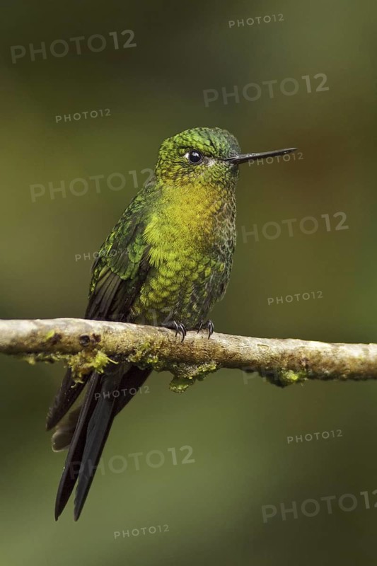 Golden-breasted Puffleg (Eriocnemis mosquera), Ecuador