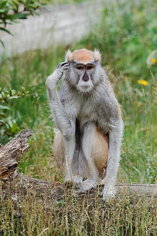 Western hussar monkey (Erythrocebus patas patas), captive, occurring in western and central Africa