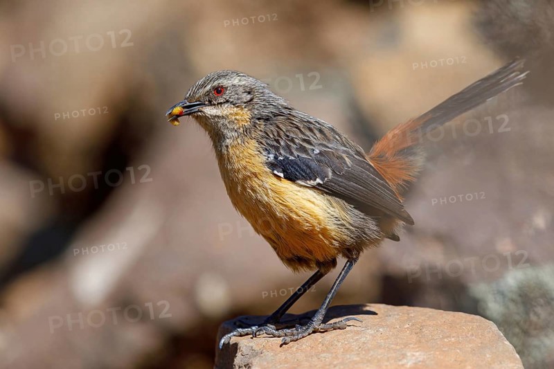 Orange-breasted rock skipper, (Chaetops aurantius), Africa, South Africa, Kwazulu-Natal, Underberg surroundings / Sani Pass Tour, Underberg, KwaZulu-Natal