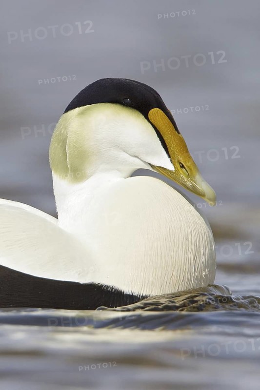 Common Eider (Somateria mollissima) male, Manitoba, Canada