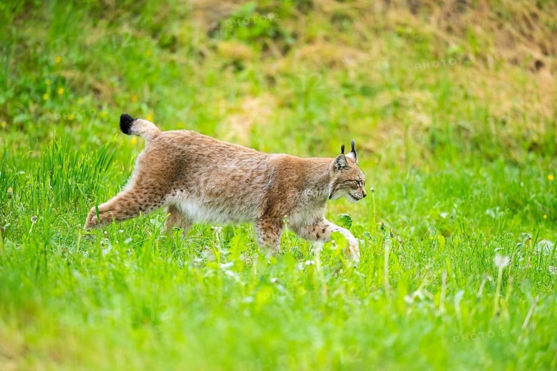 Eurasian lynx (Lynx lynx) walking in the grass, Bavaria, Germany