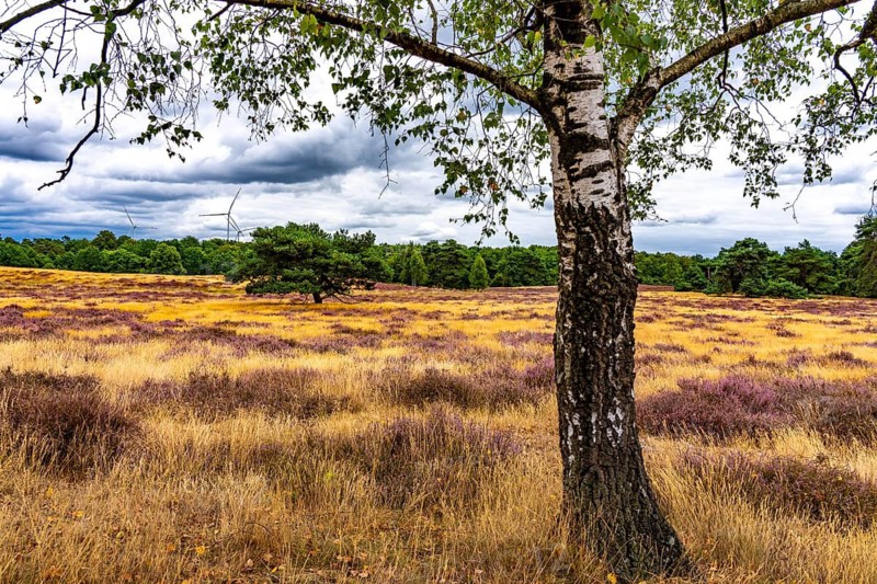 Westruper Heide, in the Hohe Mark Westmünsterland nature park Park, near Haltern am See, heather blossom, North Rhine-Westphalia, Germany