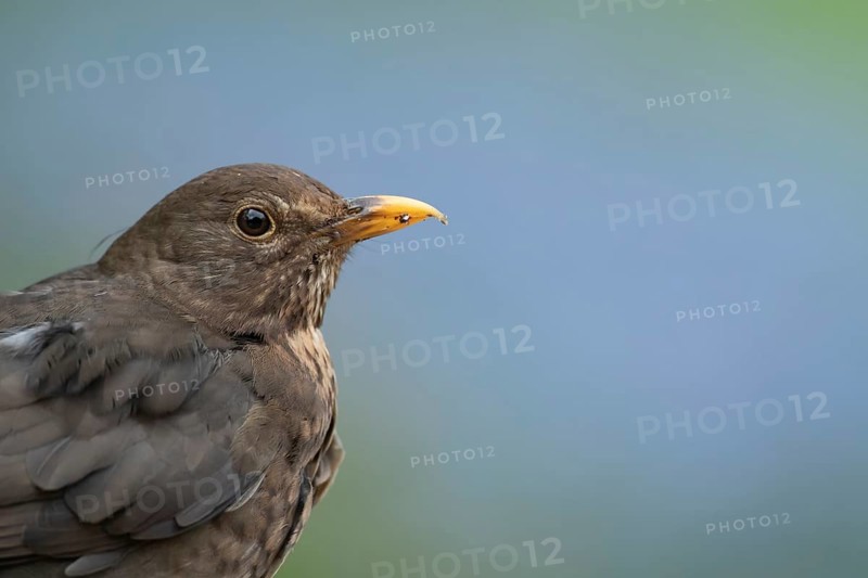 European blackbird (Turdus merula) adult female garden bird head portrait, Suffolk, England, United Kingdom