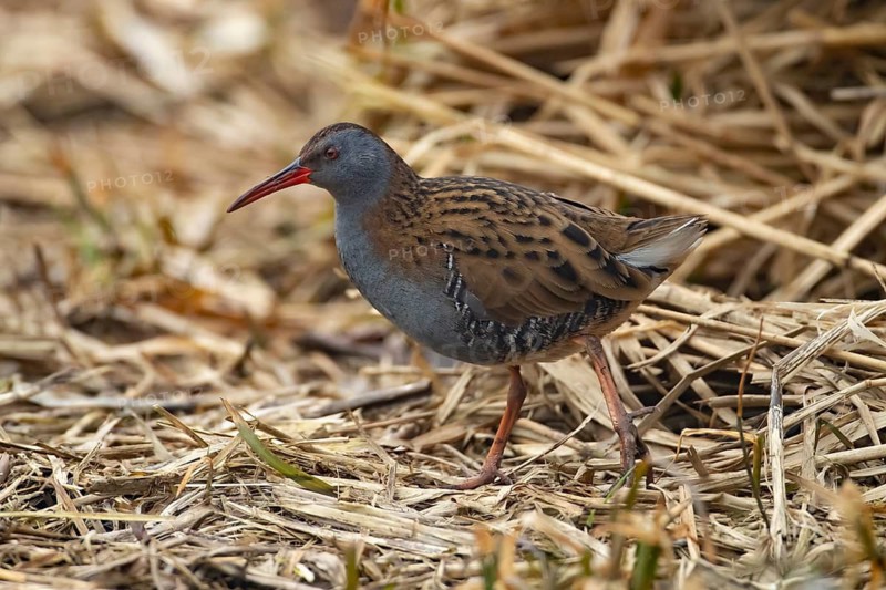 Water rail (Rallus aquaticus) adult bird on the edge of a reed bed, England, United KIngdom