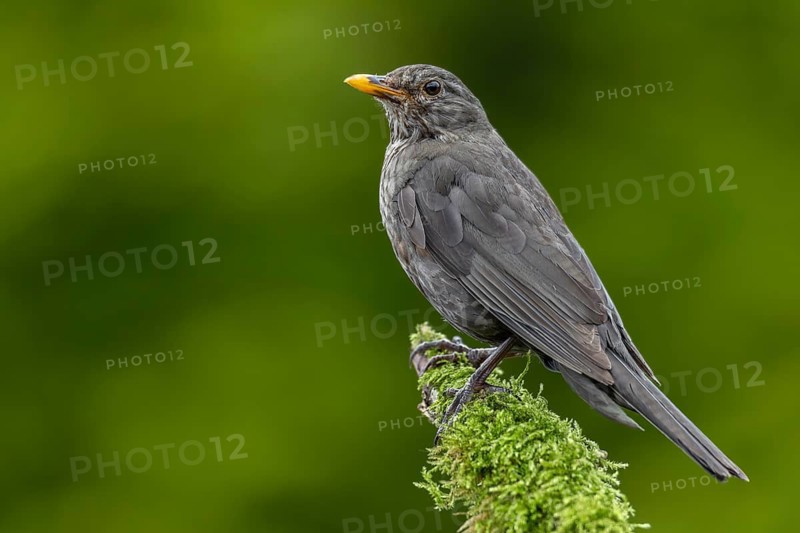 The female blackbird (Turdus merula) is still looking after the young birds that have already fledged, garden bird, June, Germany