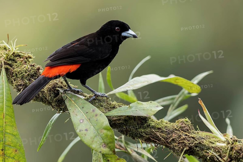 Scarlet-rumped Tanager (Ramphocelus passerinii) perched on a branch in Panama