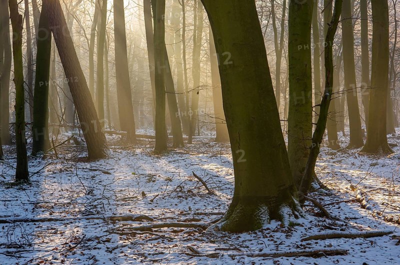 Winter in the jungle tree trail with ancient trees in the Ahlhorner Fischteiche nature reserve, Emstek, Lower Saxony, Germany