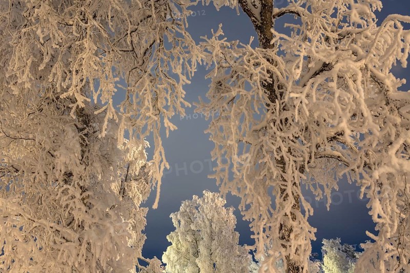 Snowy birch trees, Gällivare, Norrbotten, Lapland, Sweden, December 2023