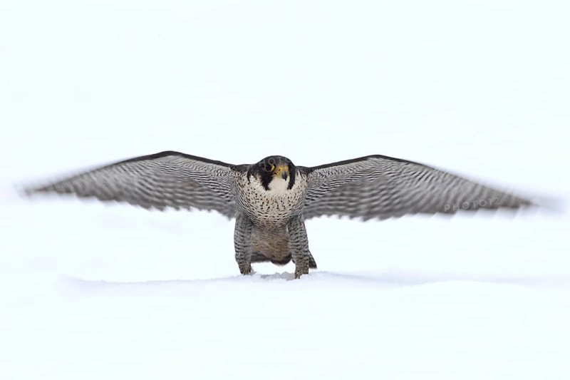 Peregrine Falcon (Falco peregrinus) male, Baden-Wuerttemberg, Germany