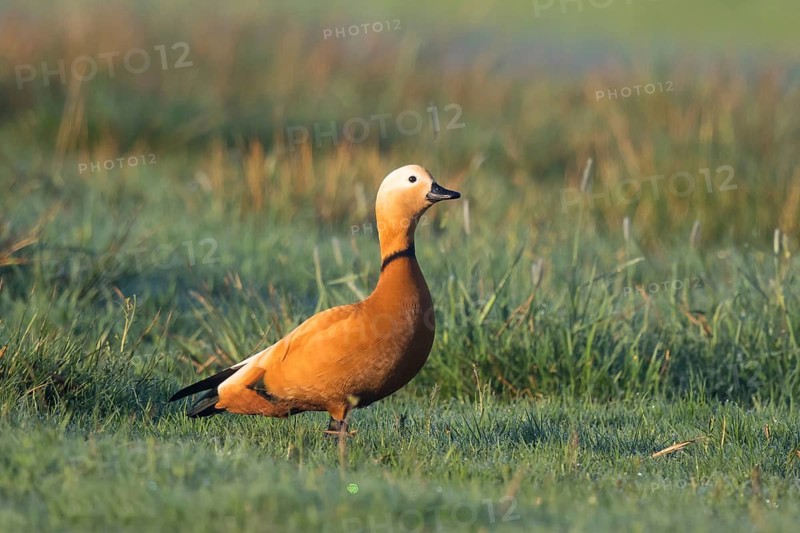 Ruddy Shelduck (Tadorna ferruginea) male, North Rhine-Westphalia, Germany